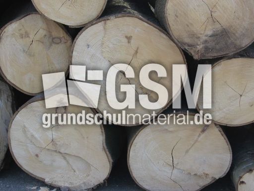 Baumstämme.jpg
